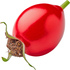 Rose hip